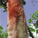 Espostoa Guentheri