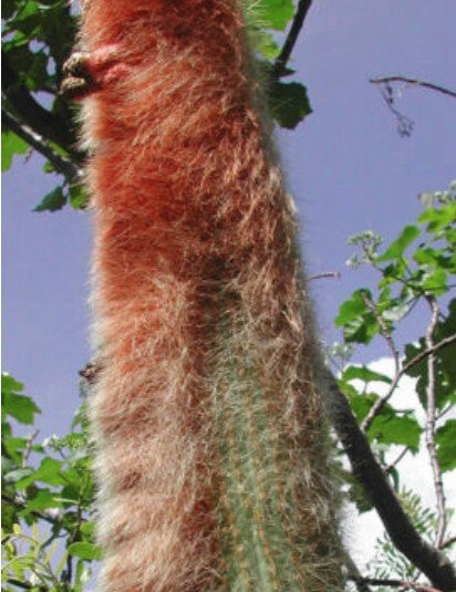 Espostoa Guentheri