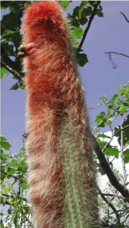 Espostoa Guentheri