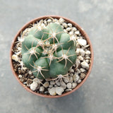 Matucana madisoniorum pujupatii