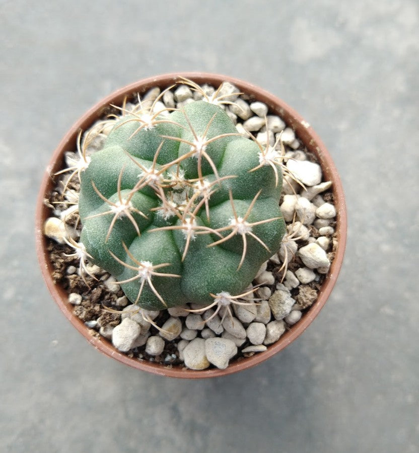 Matucana madisoniorum pujupatii