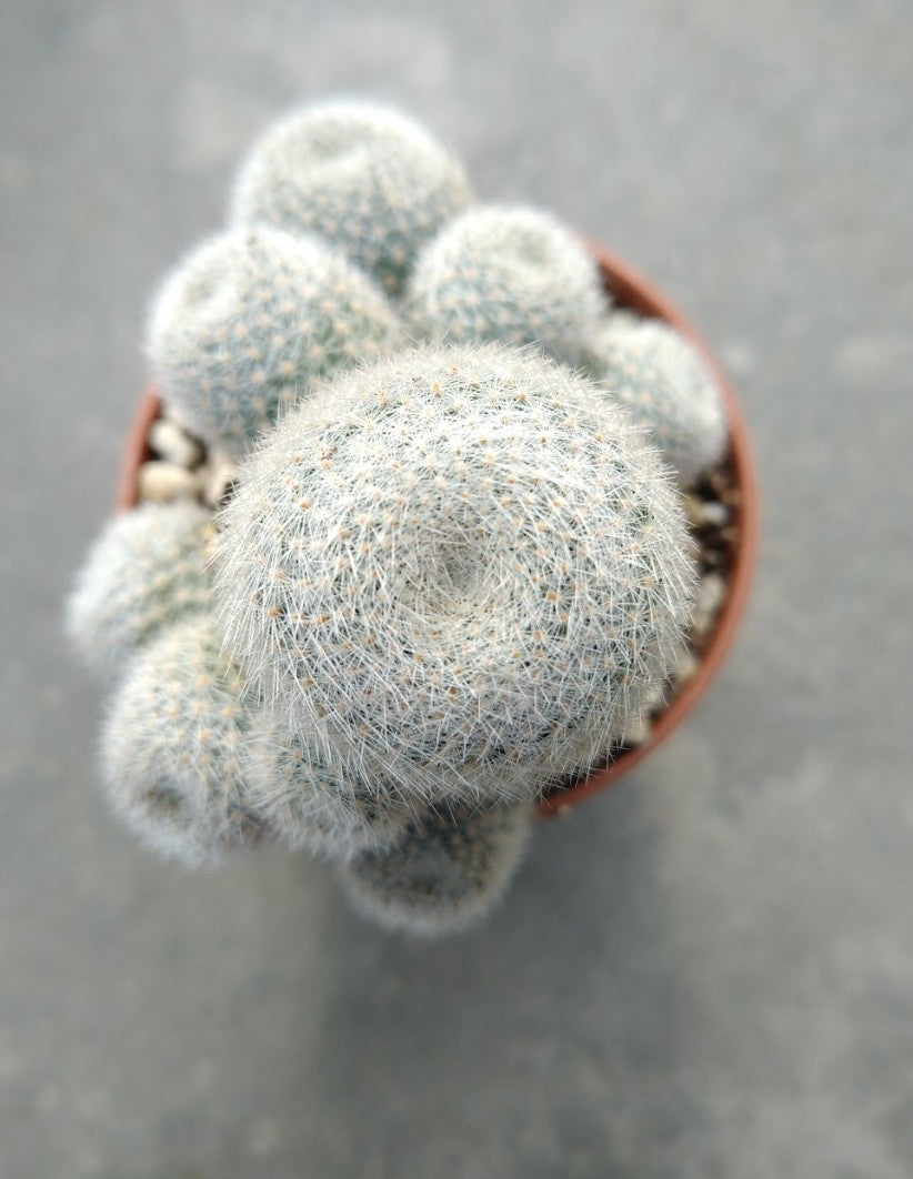 Rebutia heliosa hyb 