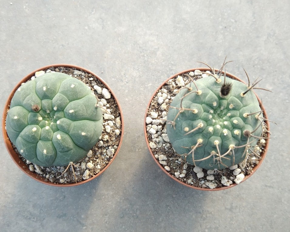 Matucana madisoniorum v. horridispinum 