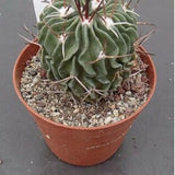 Echinofossulocactus Lamellosus