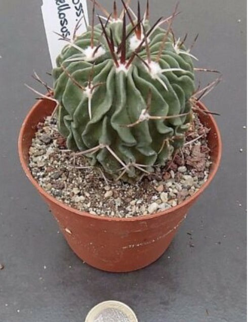 Echinofossulocactus Lamellosus