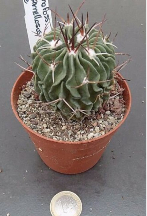 Echinofossulocactus Lamellosus
