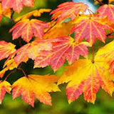 Acer Japonicum Vitifolium vaso. cm 200/250 solo ritiro in magazzino