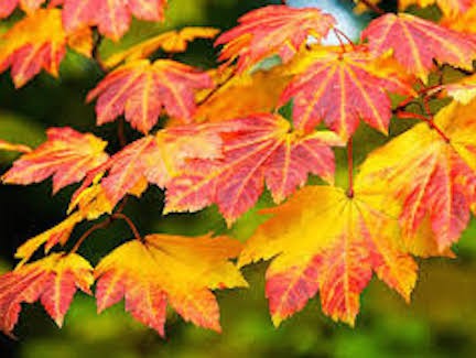Acer Japonicum Vitifolium vaso. cm 200/250 solo ritiro in magazzino