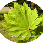 Acer Japonicum Vitifolium vaso. cm 200/250 solo ritiro in magazzino