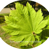 Acer Japonicum Vitifolium vaso. cm 200/250 solo ritiro in magazzino