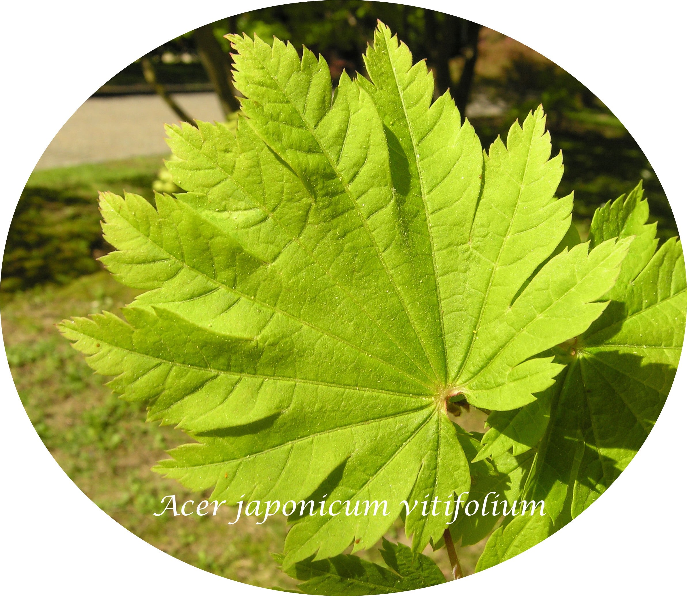 Acer Japonicum Vitifolium vaso. cm 200/250 solo ritiro in magazzino