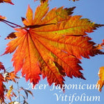 Acer Japonicum Vitifolium vaso. cm 200/250 solo ritiro in magazzino