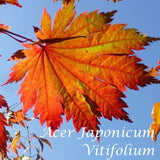 Acer Japonicum Vitifolium vaso. cm 200/250 solo ritiro in magazzino