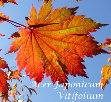 Acer Japonicum Vitifolium vaso. cm 200/250 solo ritiro in magazzino