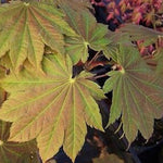 Acer Japonicum Vitifolium vaso. cm 200/250 solo ritiro in magazzino