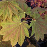 Acer Japonicum Vitifolium vaso. cm 200/250 solo ritiro in magazzino