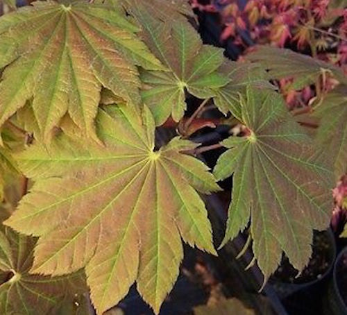 Acer Japonicum Vitifolium vaso. cm 200/250 solo ritiro in magazzino