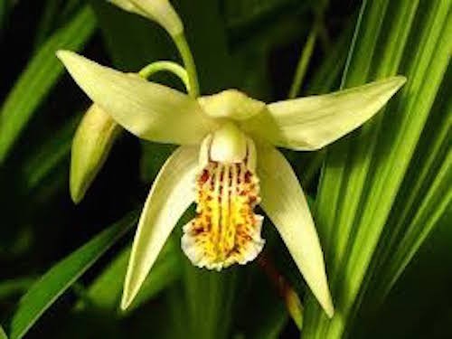 Bletilla striata yellow river - orchidea da giardino