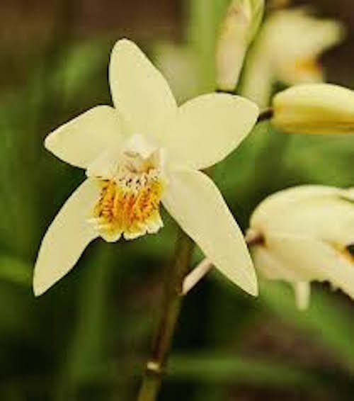 Bletilla striata yellow river - orchidea da giardino