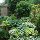 Hosta Shade Fanfare in vaso
