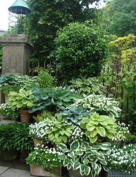 Hosta Shade Fanfare in vaso