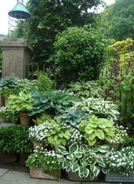 Hosta Shade Fanfare in vaso