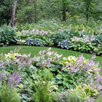 Hosta Nigrescens piante in vaso