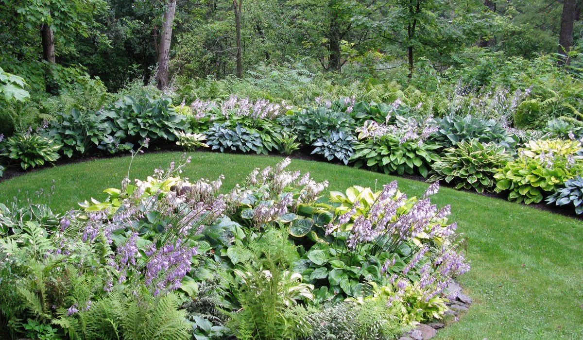 Hosta Nigrescens piante in vaso