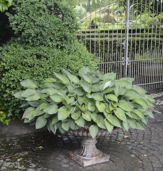 Hosta Pacific Blue Edger