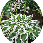 Hosta Patriot