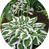 Hosta Patriot