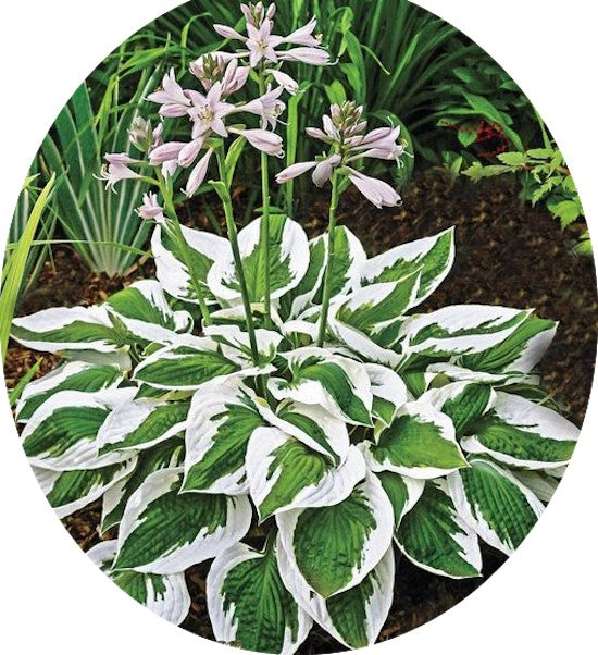 Hosta Patriot