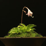 Hosta Kusamono 432