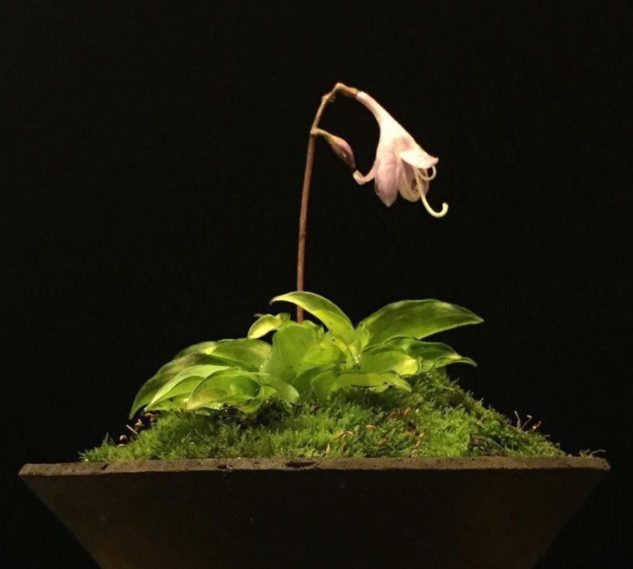 Hosta Kusamono 432