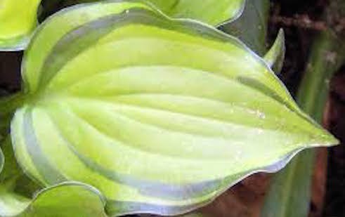 Hosta Kusamono 432