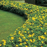 HYPERICUM CALYCINUM