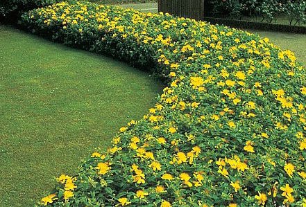 HYPERICUM CALYCINUM