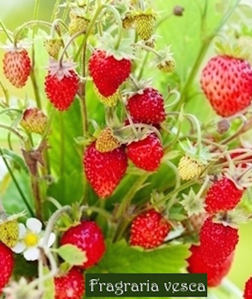 Fragola di bosco (Fragraria Vesca)