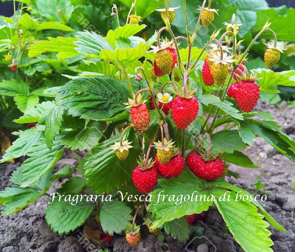 Fragola di bosco (Fragraria Vesca)