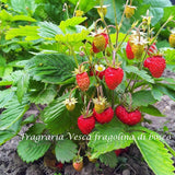 Fragola di bosco (Fragraria Vesca)