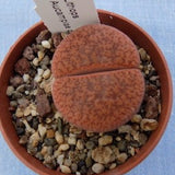 Lithops Aucampiae C 172