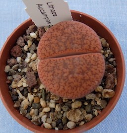 Lithops Aucampiae C 172