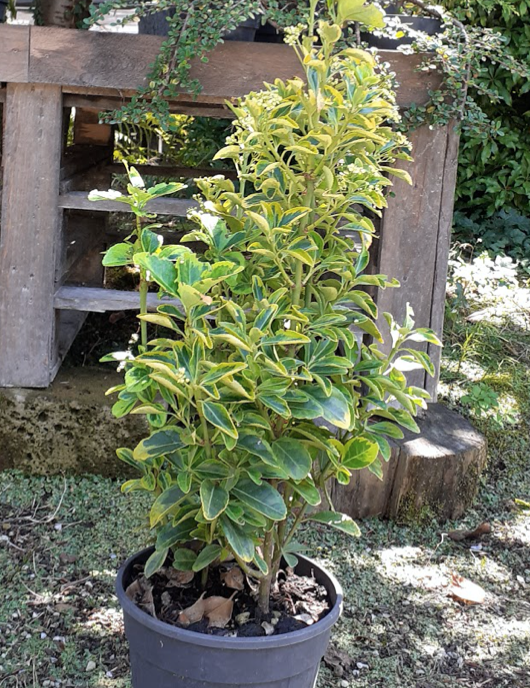 Evonimus Variegato