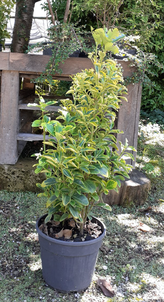 Evonimus Variegato