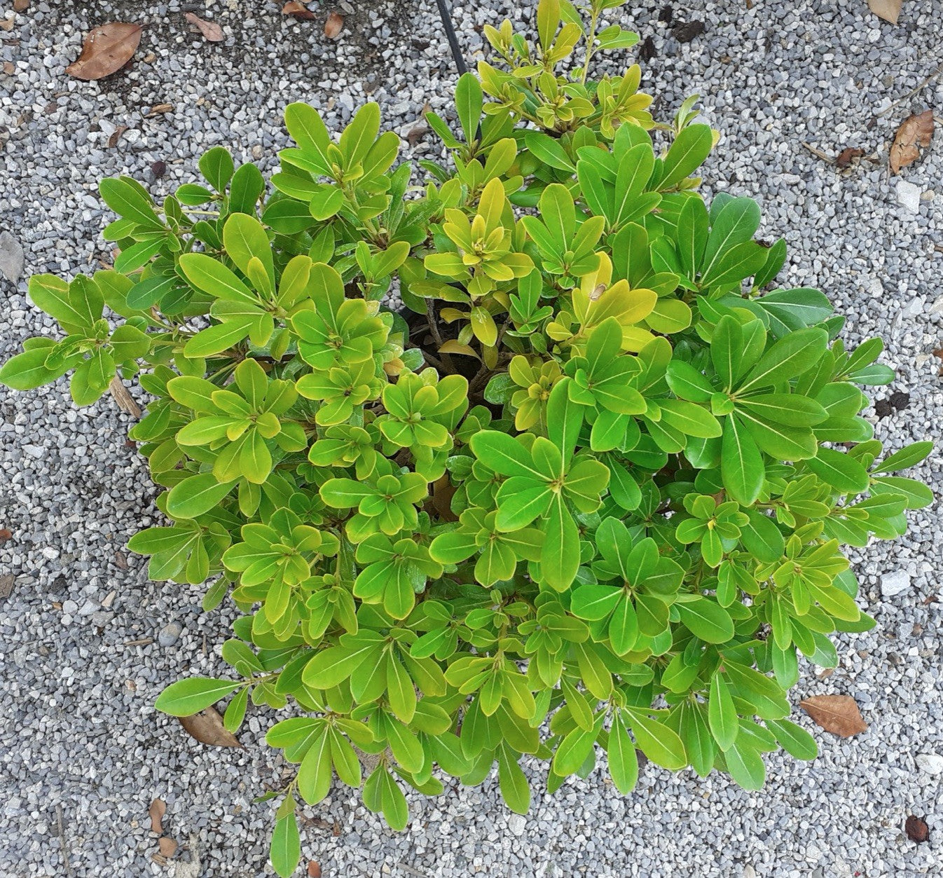 Pittosporum tobira nanum