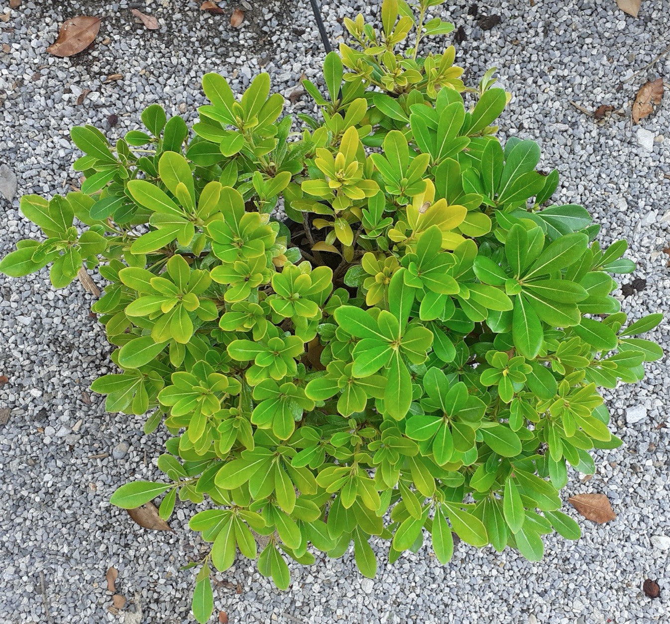 Pittosporum tobira nanum