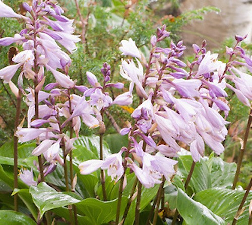 Hosta Invincible