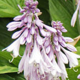 Hosta Invincible