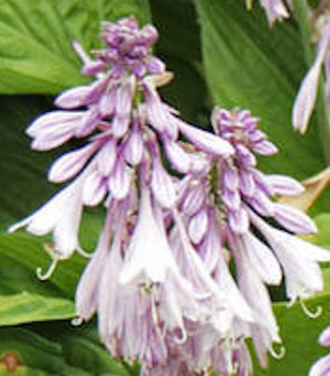 Hosta Invincible