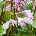 Hosta Invincible